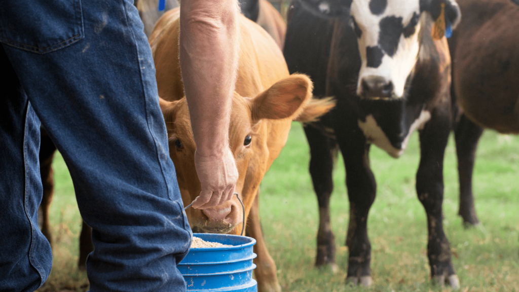 Eaden développe des solutions Data et IA pour soulager le quotidien des agriculteurs