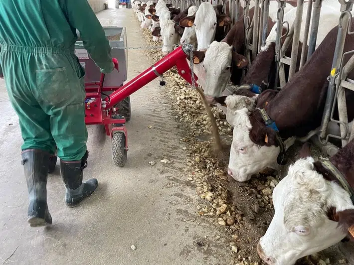 La brouette connectée d'Eaden distribue automatiquement la bonne dose de nourriture aux vaches.